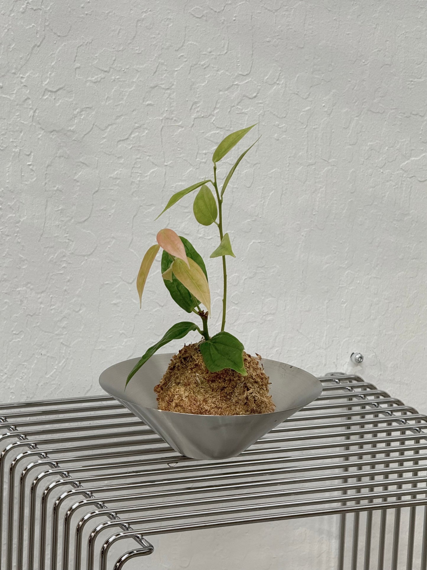Kokedama Neotropical Blueberries - Rare Found