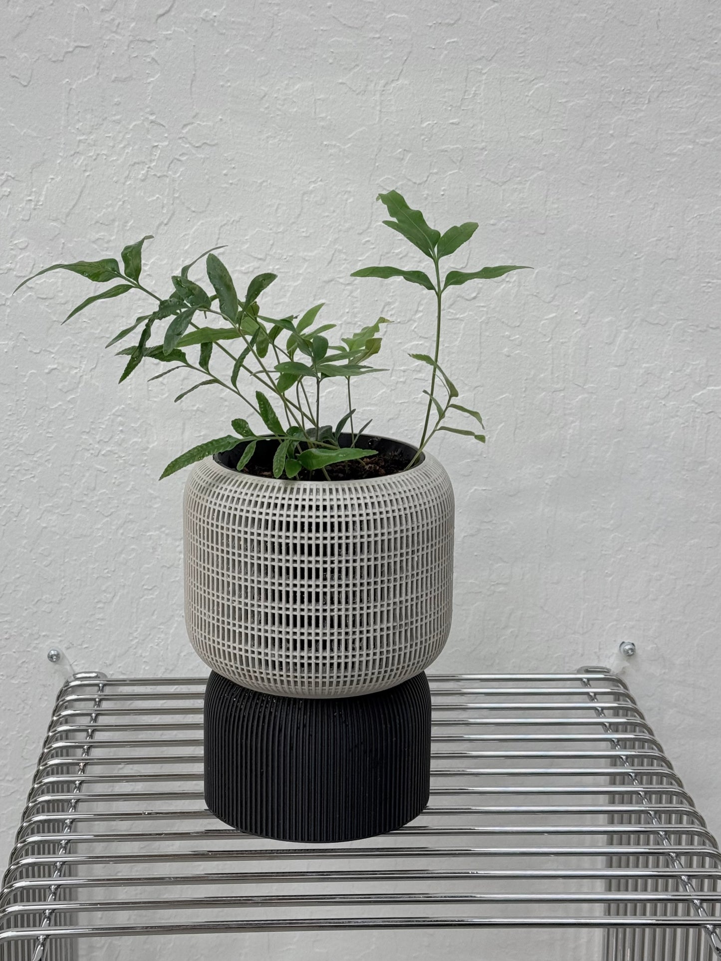 Davallia Pentaphylla in Self-watering Cacoon pot