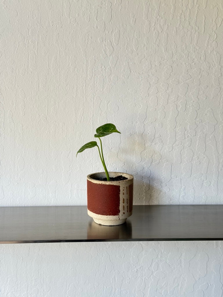 Monstera Thai Constellation