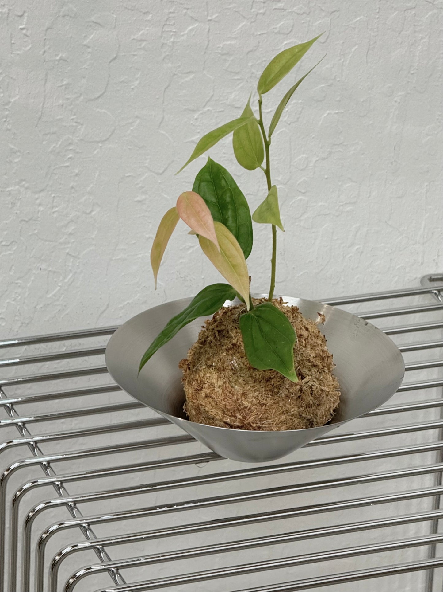 Kokedama Neotropical Blueberries - Rare Found