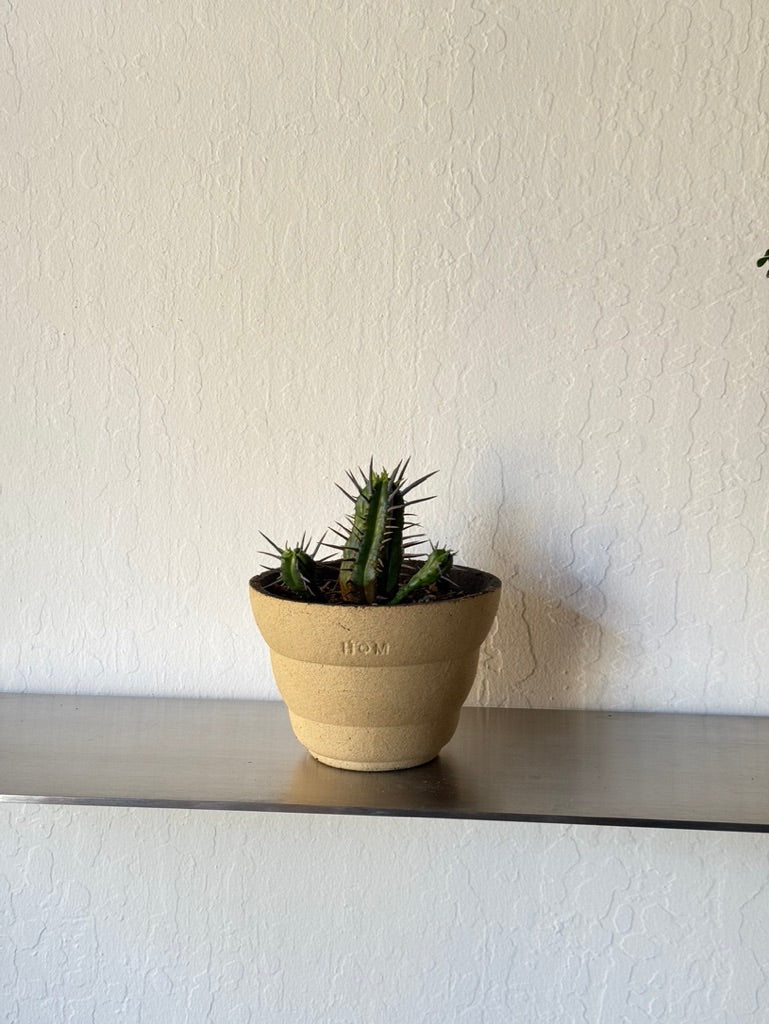 Euphorbia enopla