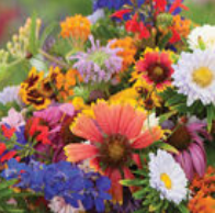 Wild Flower Seeds