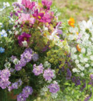 Wild Flower Seeds