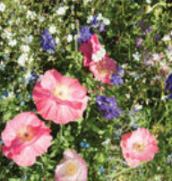Wild Flower Seeds