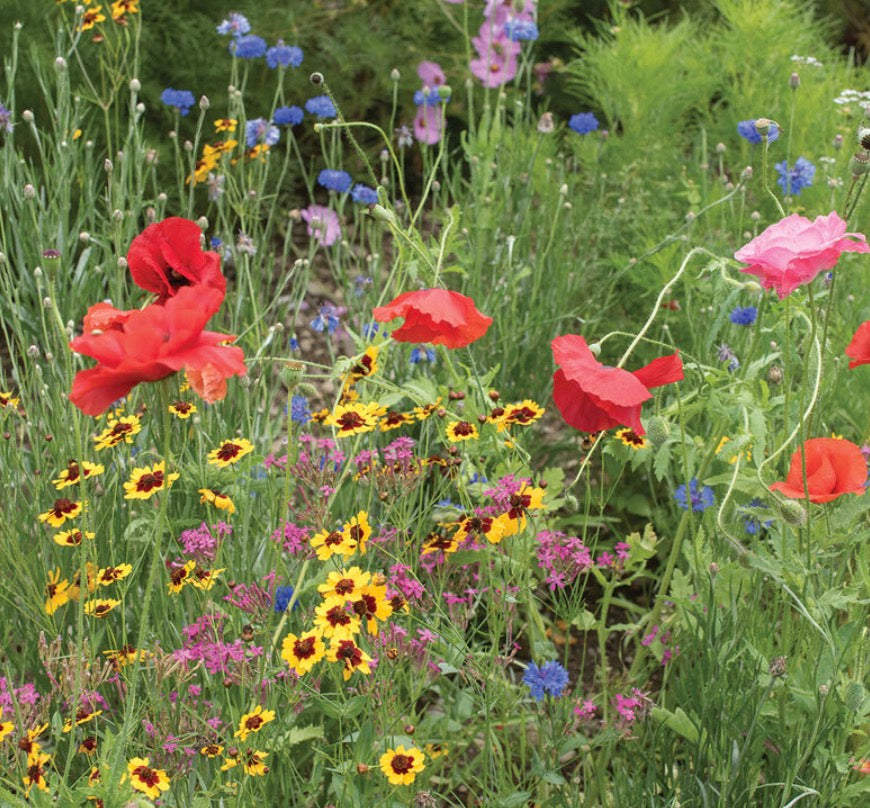 Wild Flower Seeds