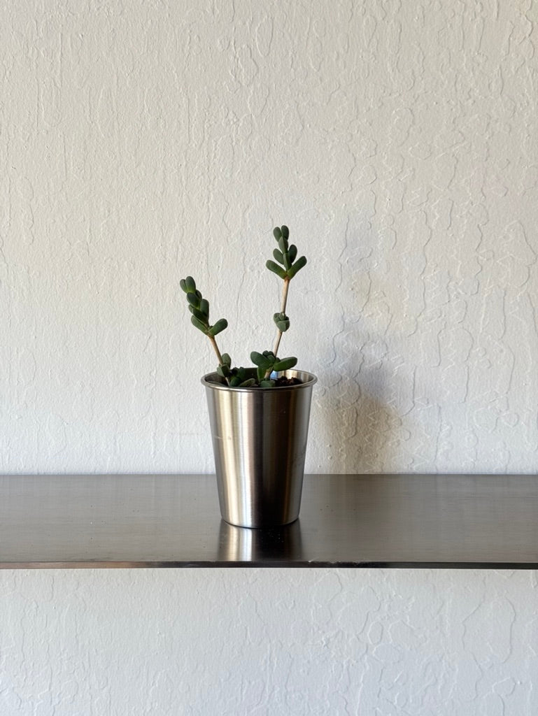 Ice Plant Succulent in Stainless Steel Cup