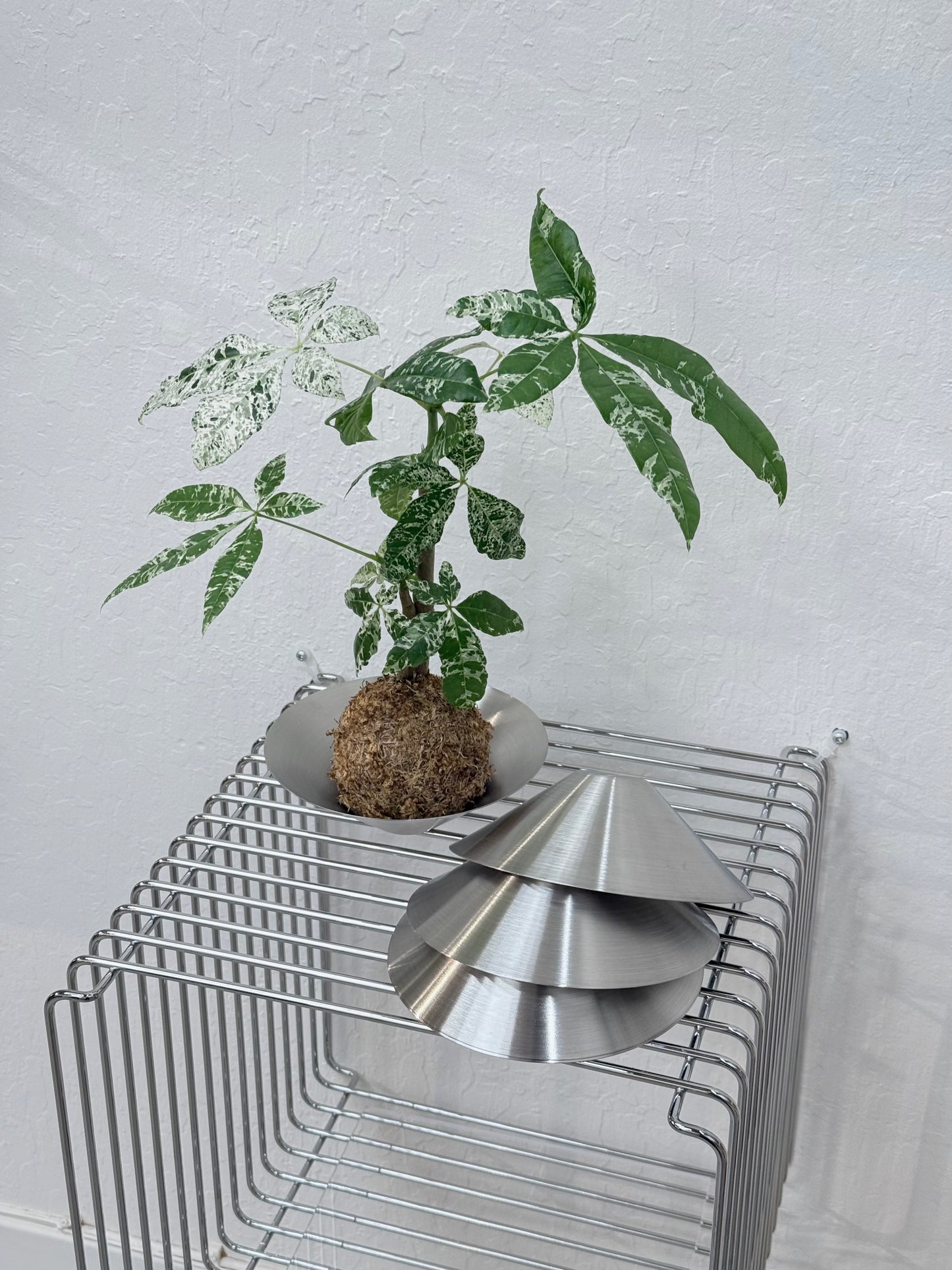 Stainless Steel Kokedama Bowl