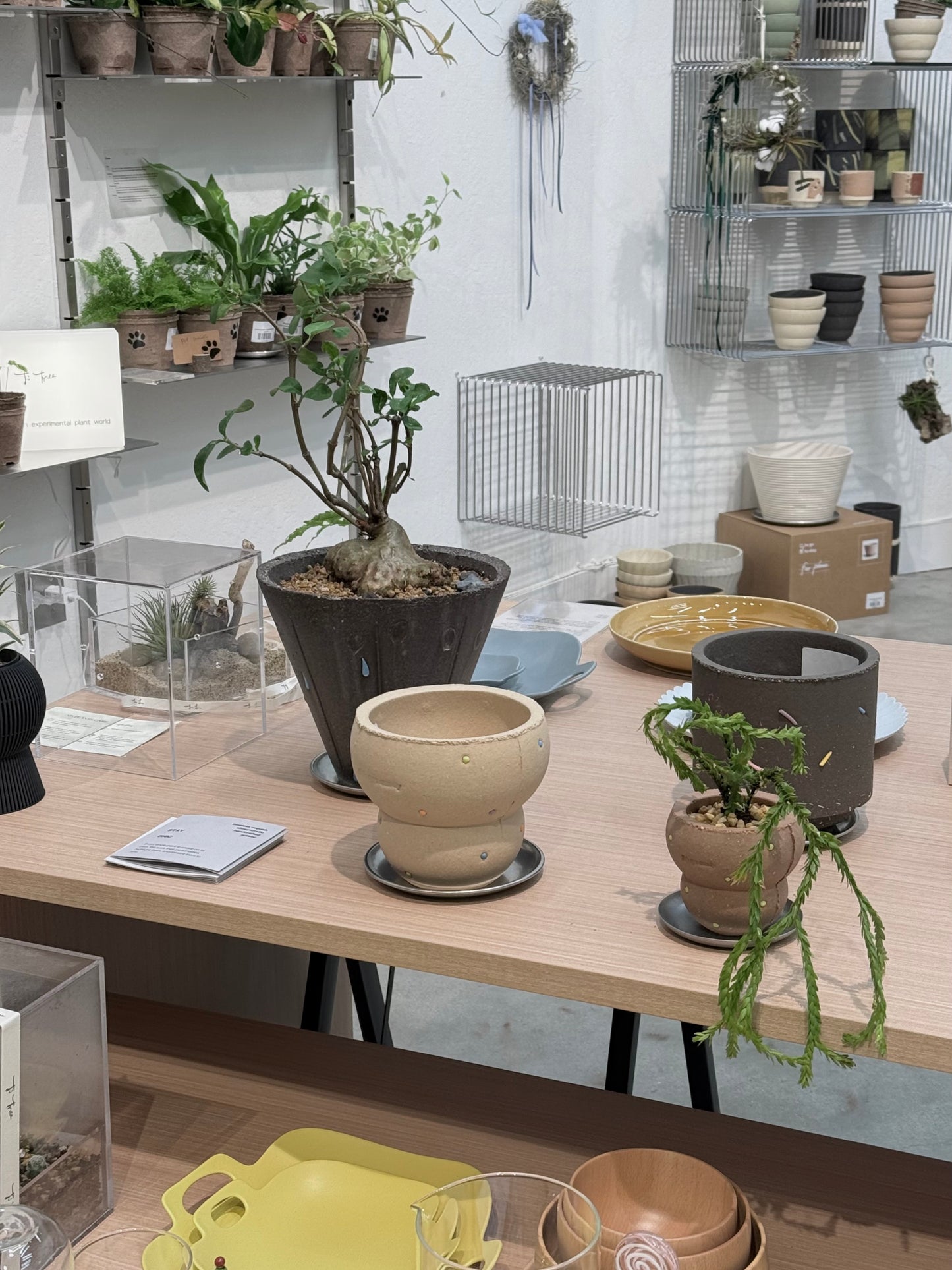 Huperzia sp. ‘Triangle Frond’ in "Bagel" Pot