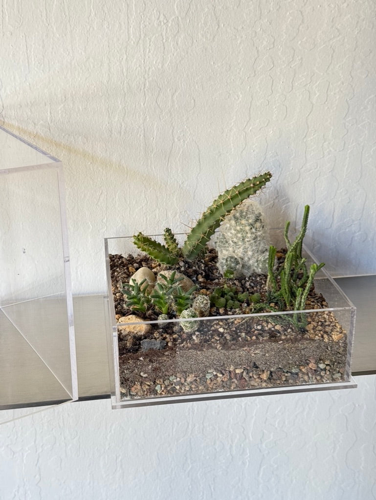 Desert Enclosure Cactus Terrarium - Acrylic box & low maintain