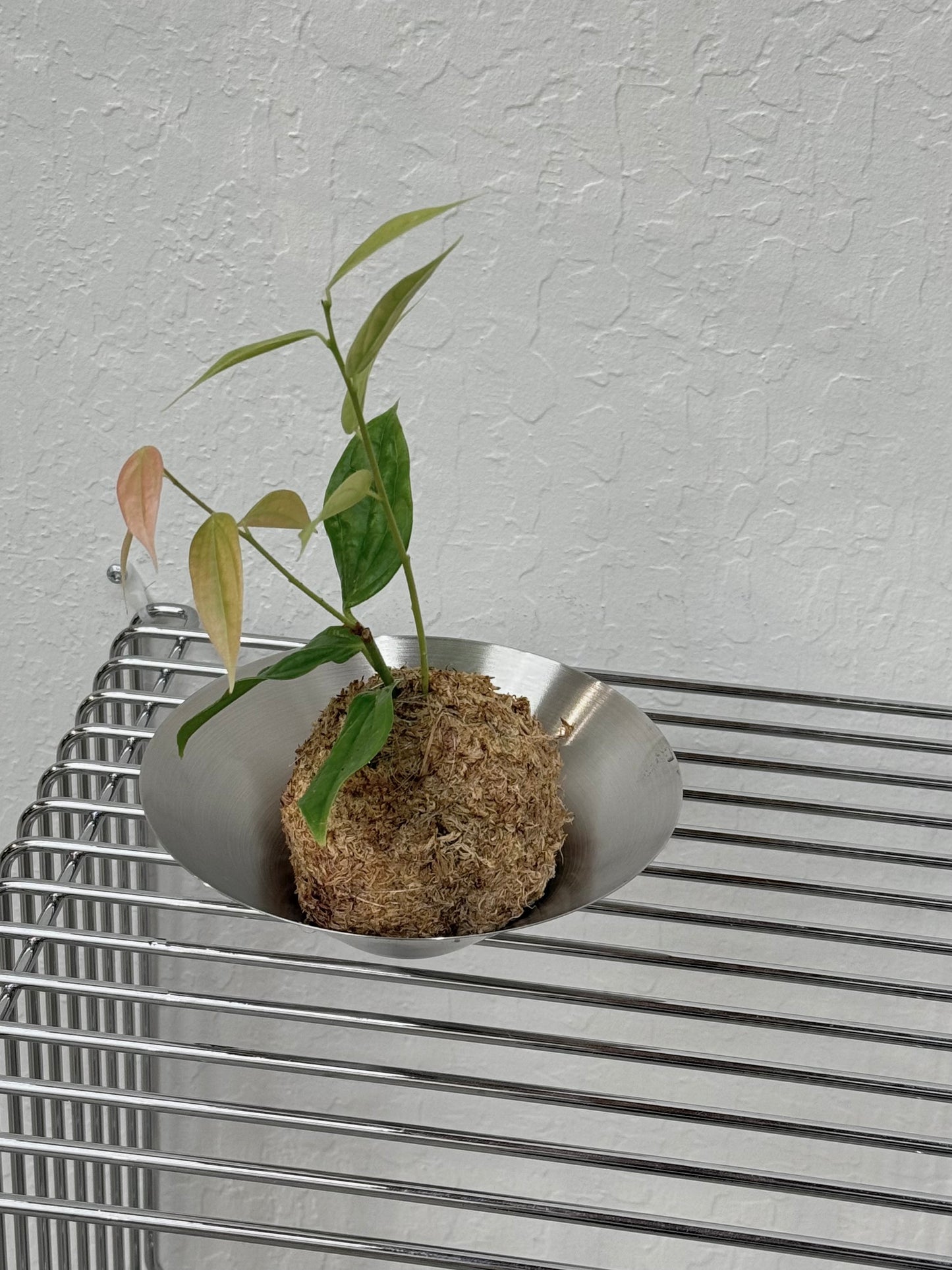 Kokedama Neotropical Blueberries - Rare Found