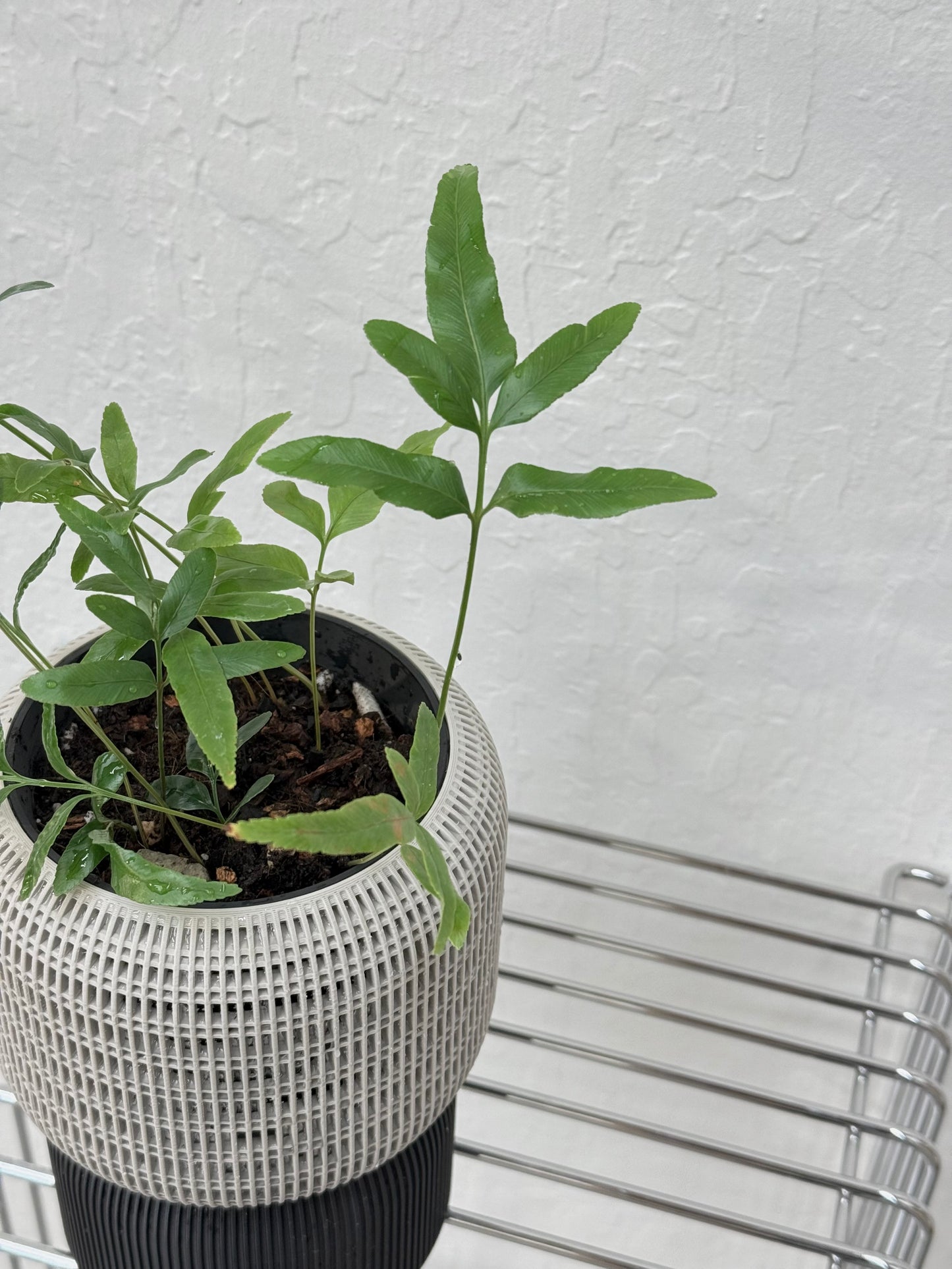 Davallia Pentaphylla in Self-watering Cacoon pot