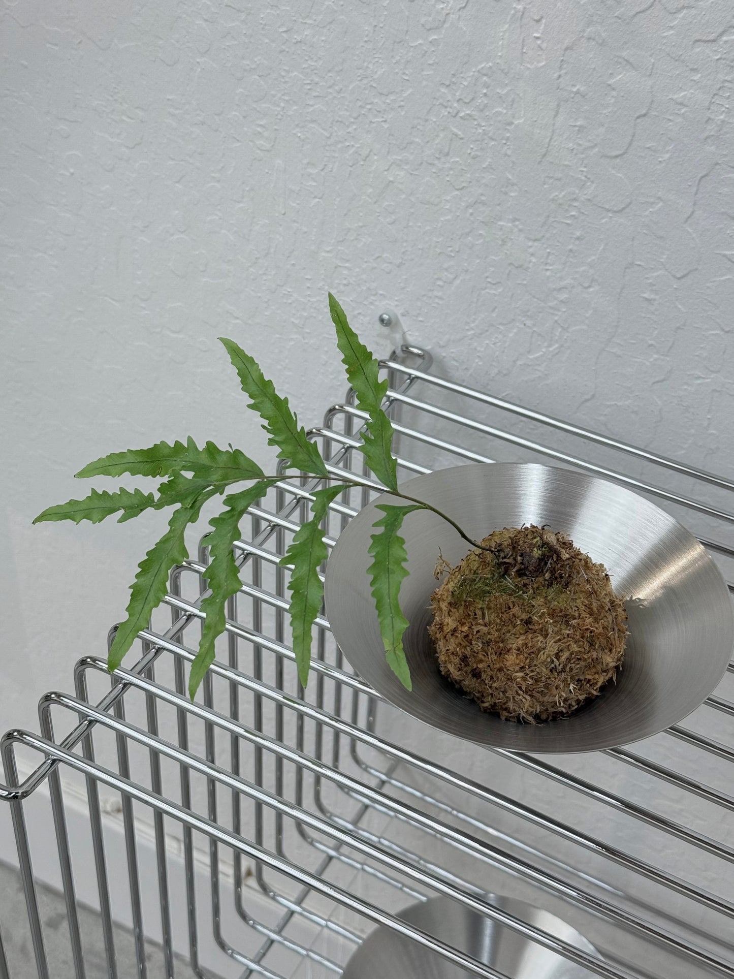 Kokedama Drynaria Rrigidula ‘Whitei’ Fern - Rare Found