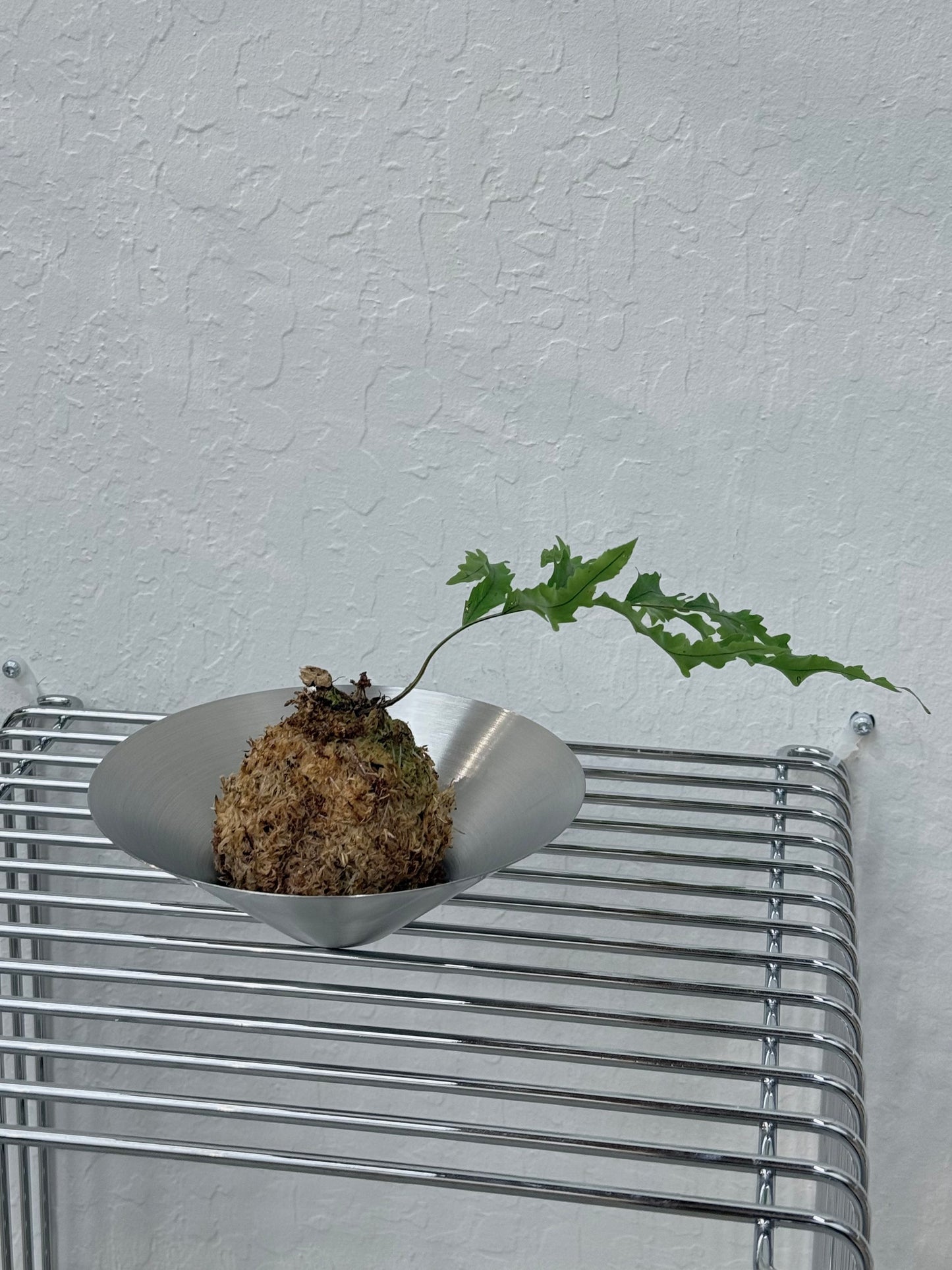 Kokedama Drynaria Rrigidula ‘Whitei’ Fern - Rare Found