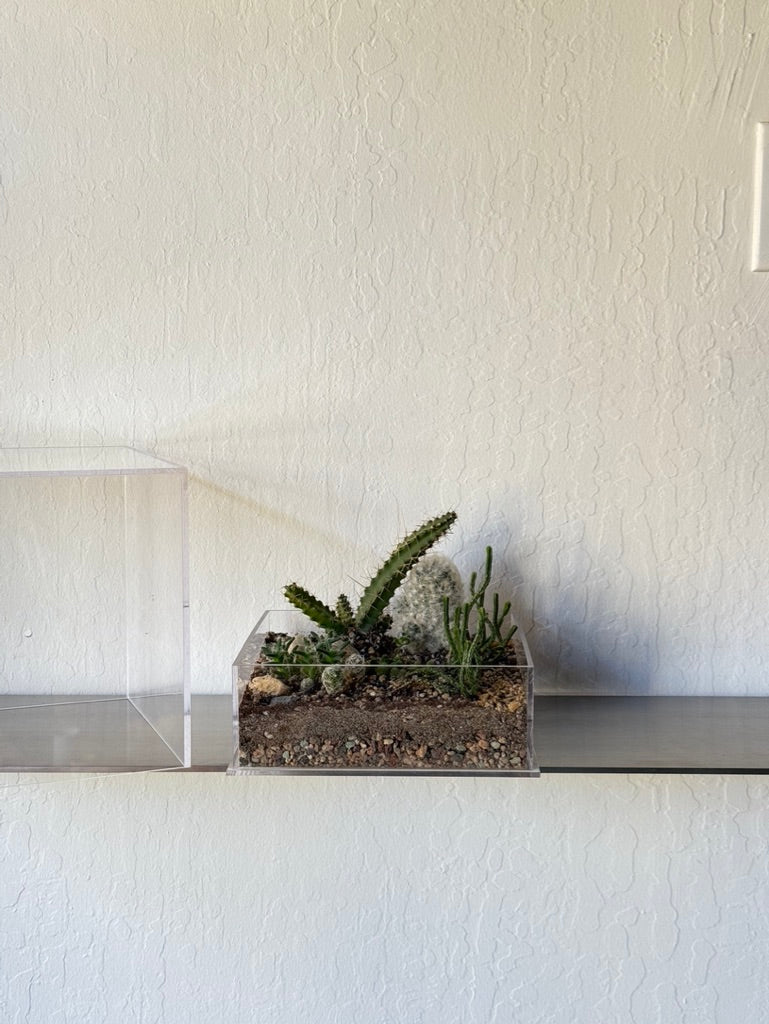 Desert Enclosure Cactus Terrarium - Acrylic box & low maintain