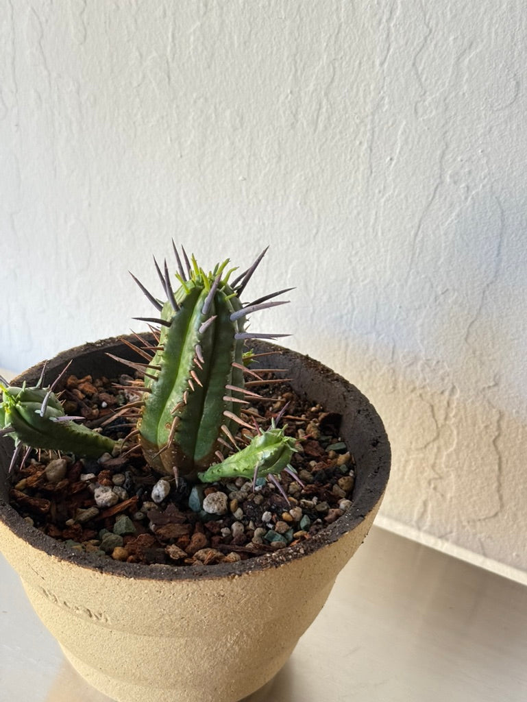 Euphorbia enopla