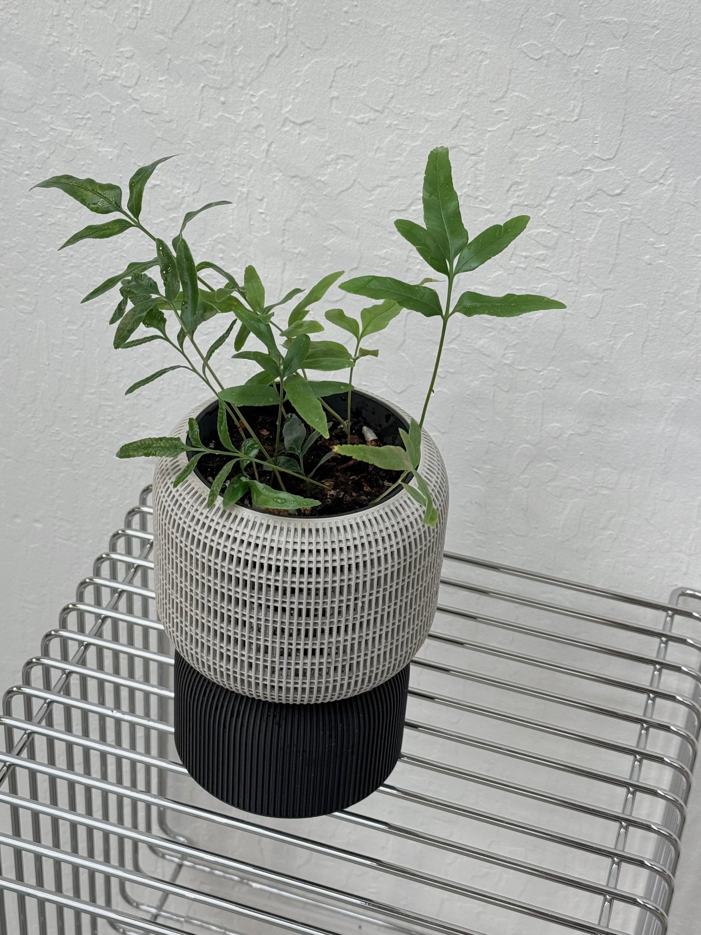 Davallia Pentaphylla in Self-watering Cacoon pot
