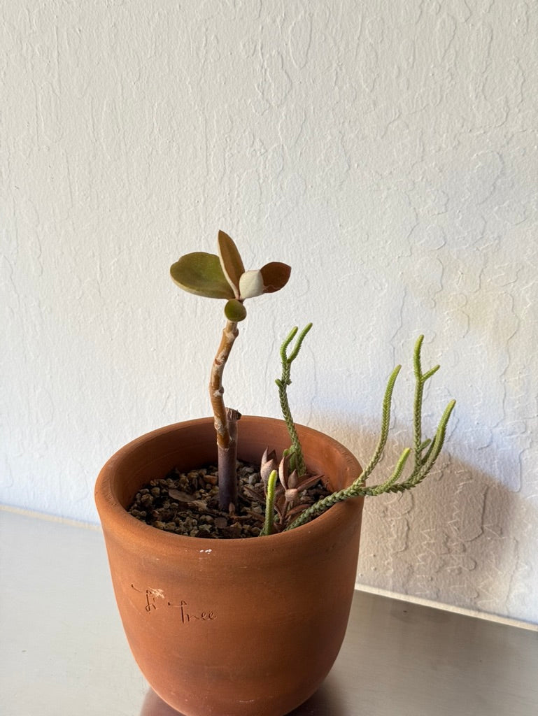 copper succulent plant Copper Spoons & Senecio Succulent Mix – Ti Tree Plants