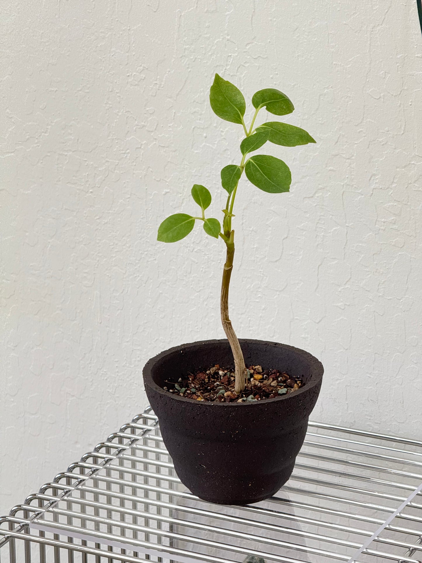 Small tree in HQM cloud pot
