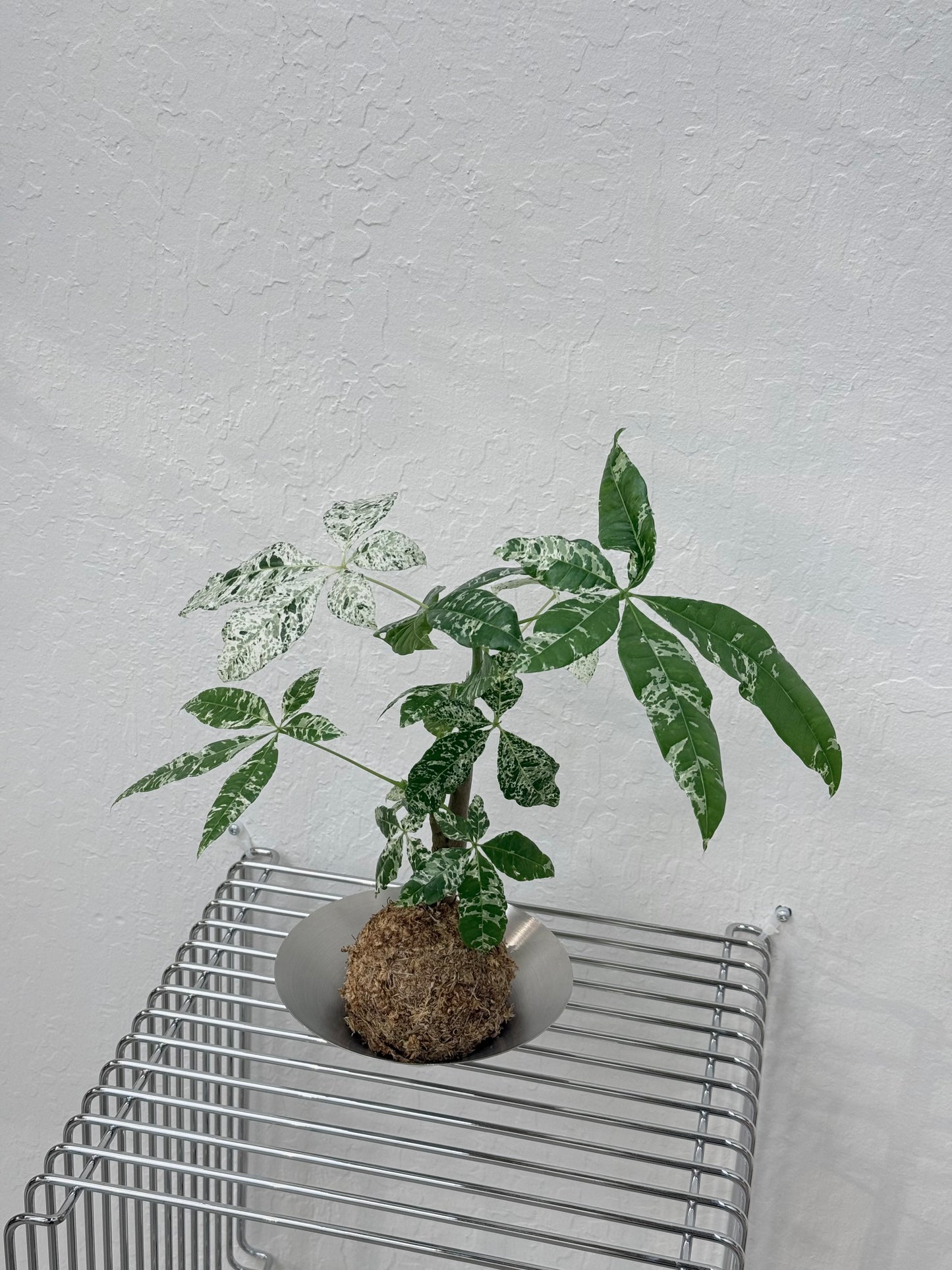 Kokedama Variegated Money Tree Pachira Albo - Rare Found