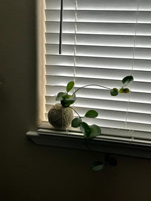 Kokedama Workshop Register - In Store on Mar 30