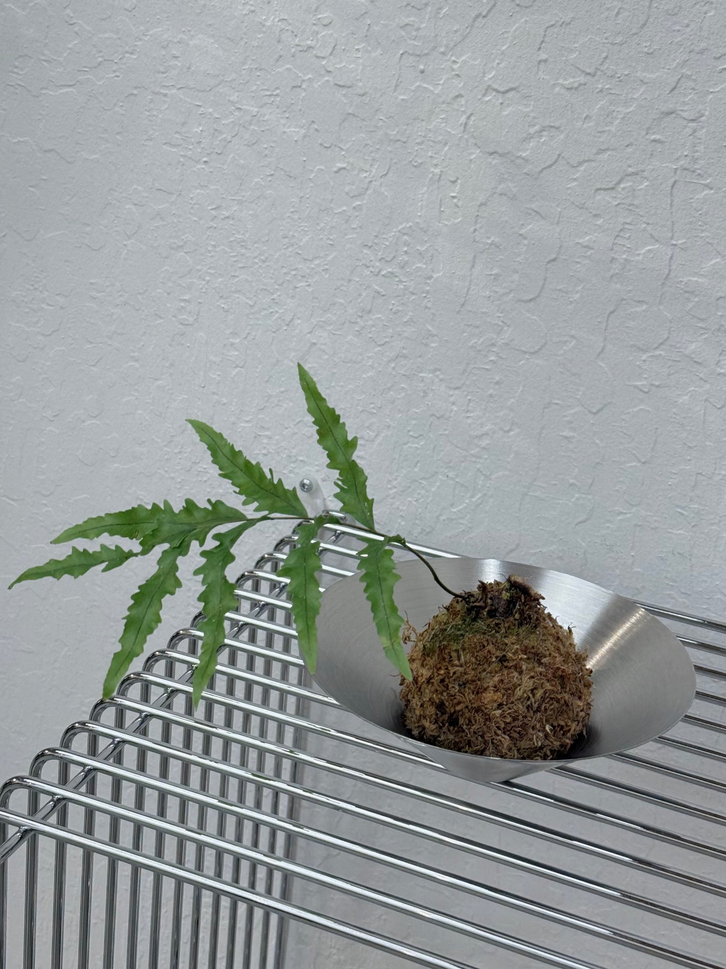 Kokedama Drynaria Rrigidula ‘Whitei’ Fern - Rare Found
