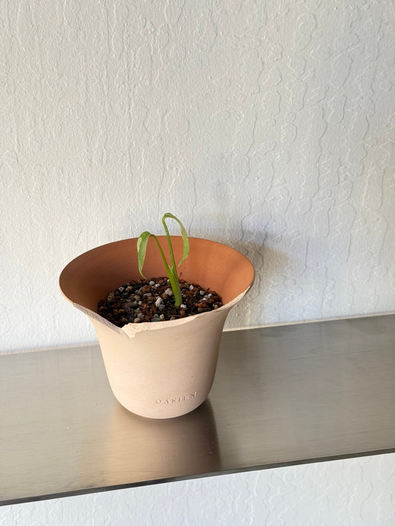 Monstera Thai Constellation in Poppy