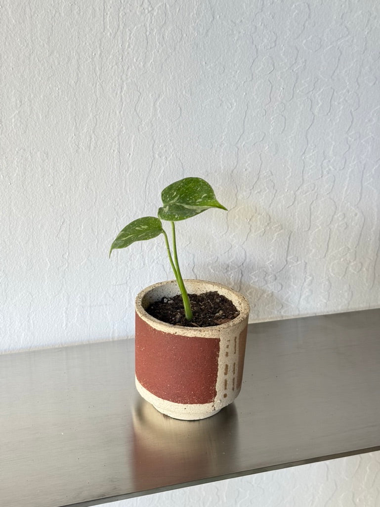 Monstera Thai Constellation