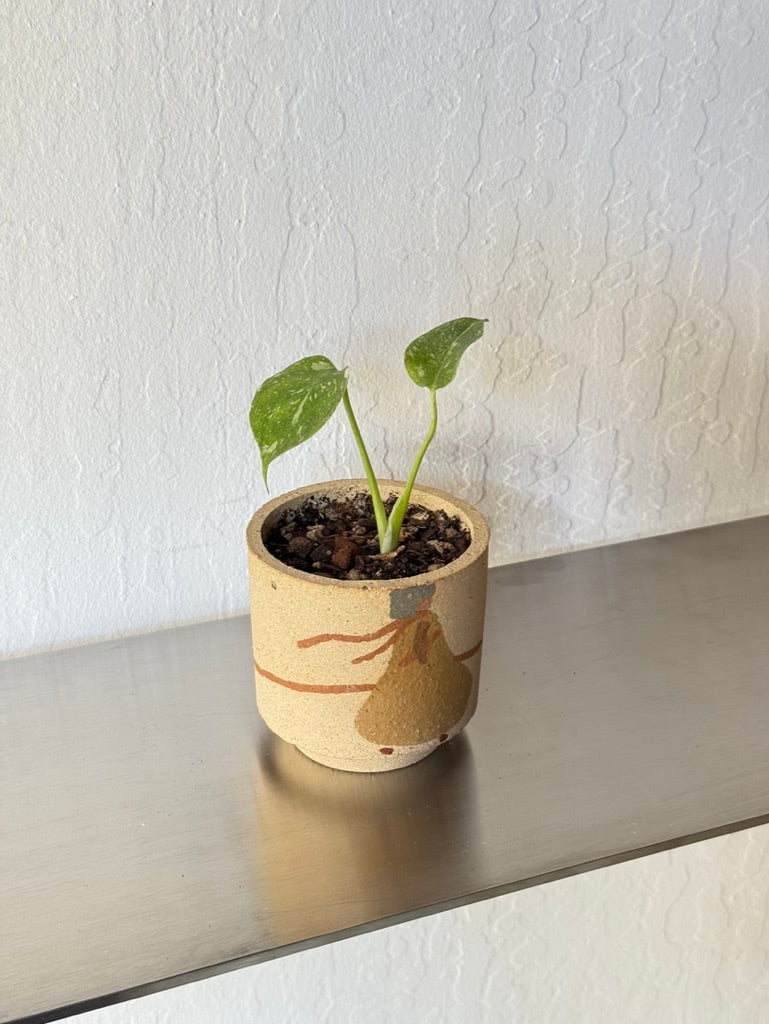 Monstera Thai Constellation