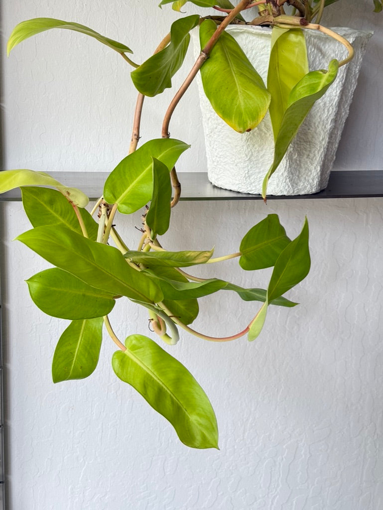 lemon lime vining philodendron Philodendron Lemon Lime – Ti Tree Plants