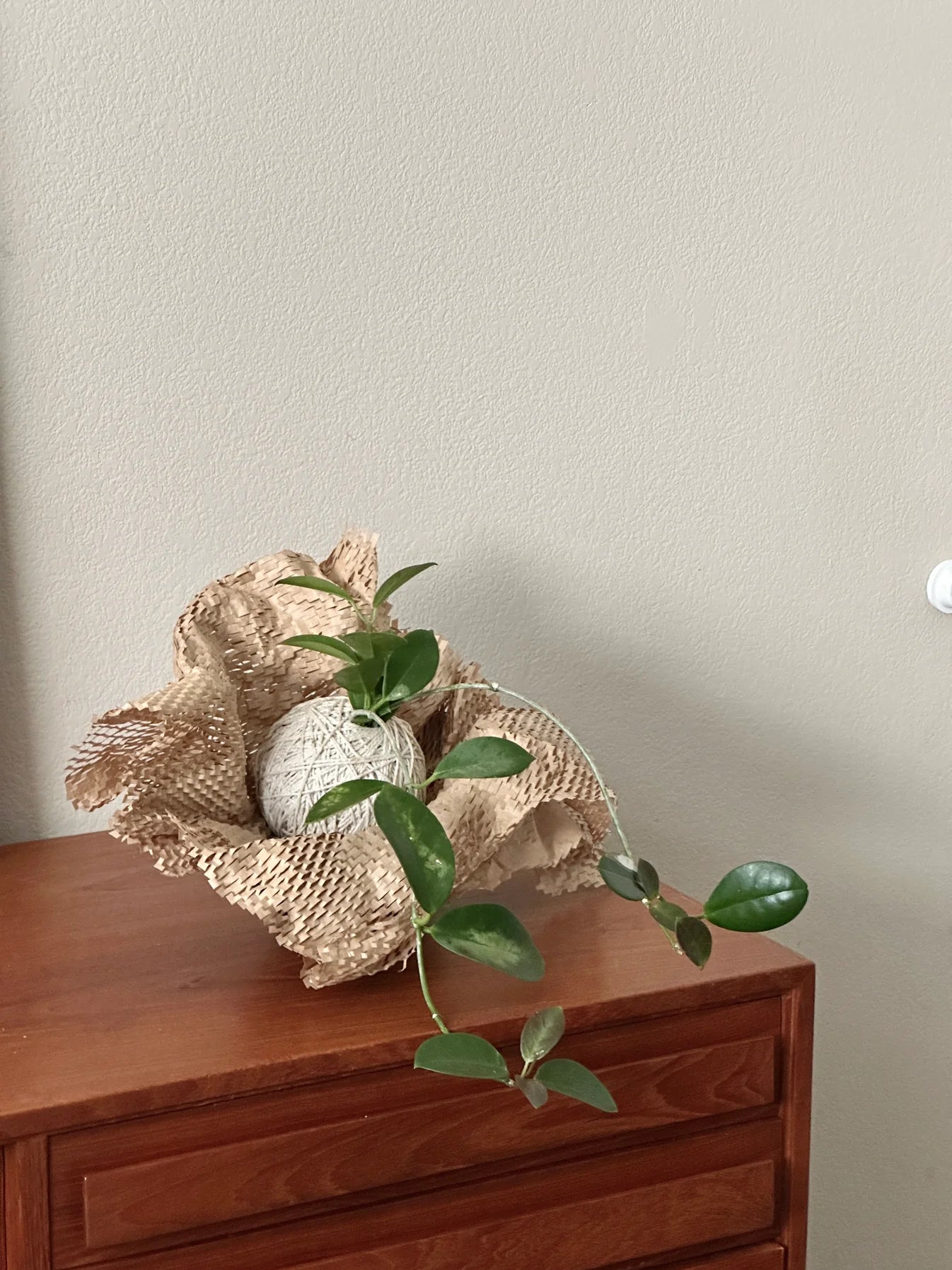 Kokedama Workshop Register - In Store on Mar 30