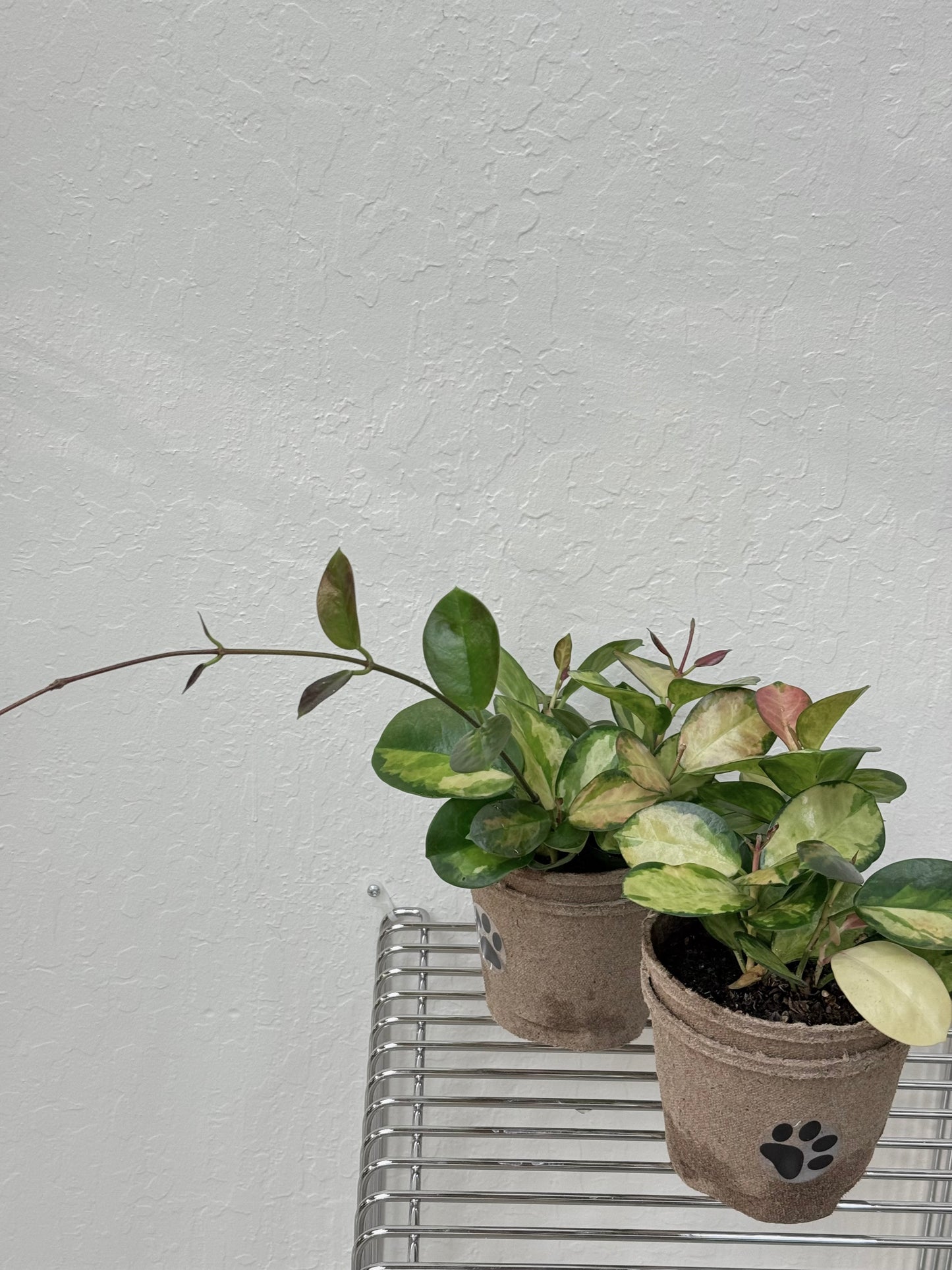 Hoya Australis Lisa