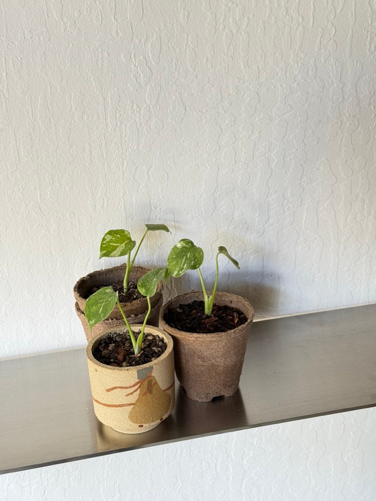 Monstera Thai Constellation