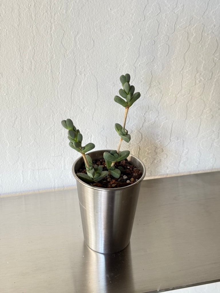 Ice Plant Succulent in Stainless Steel Cup