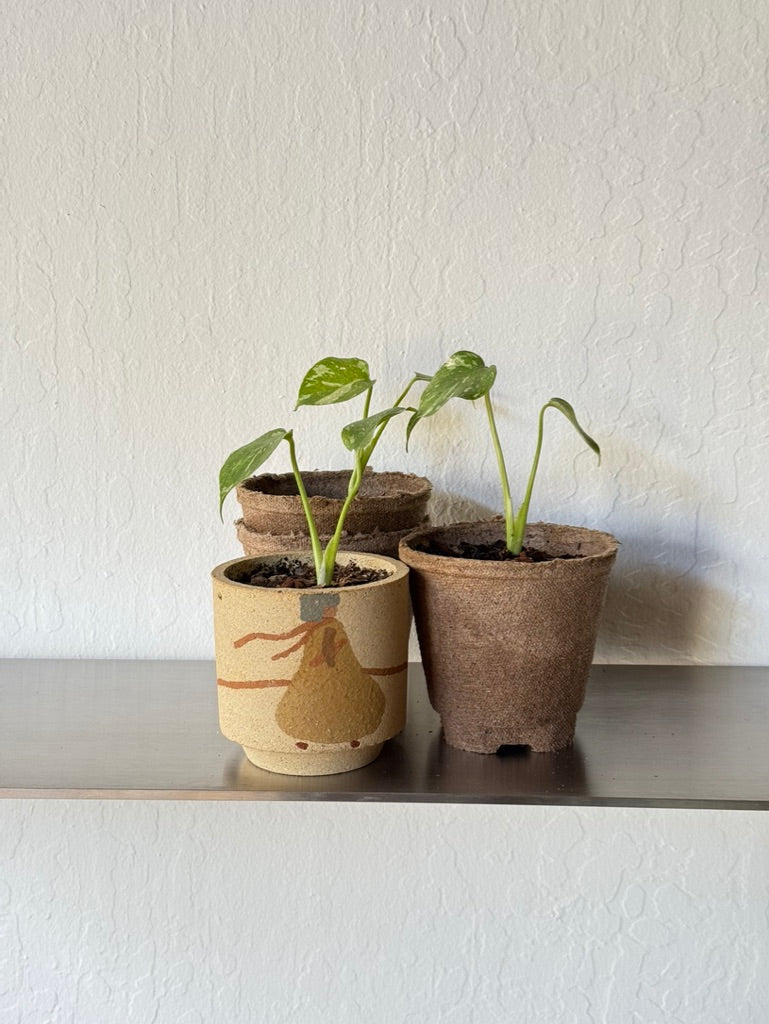Monstera Thai Constellation