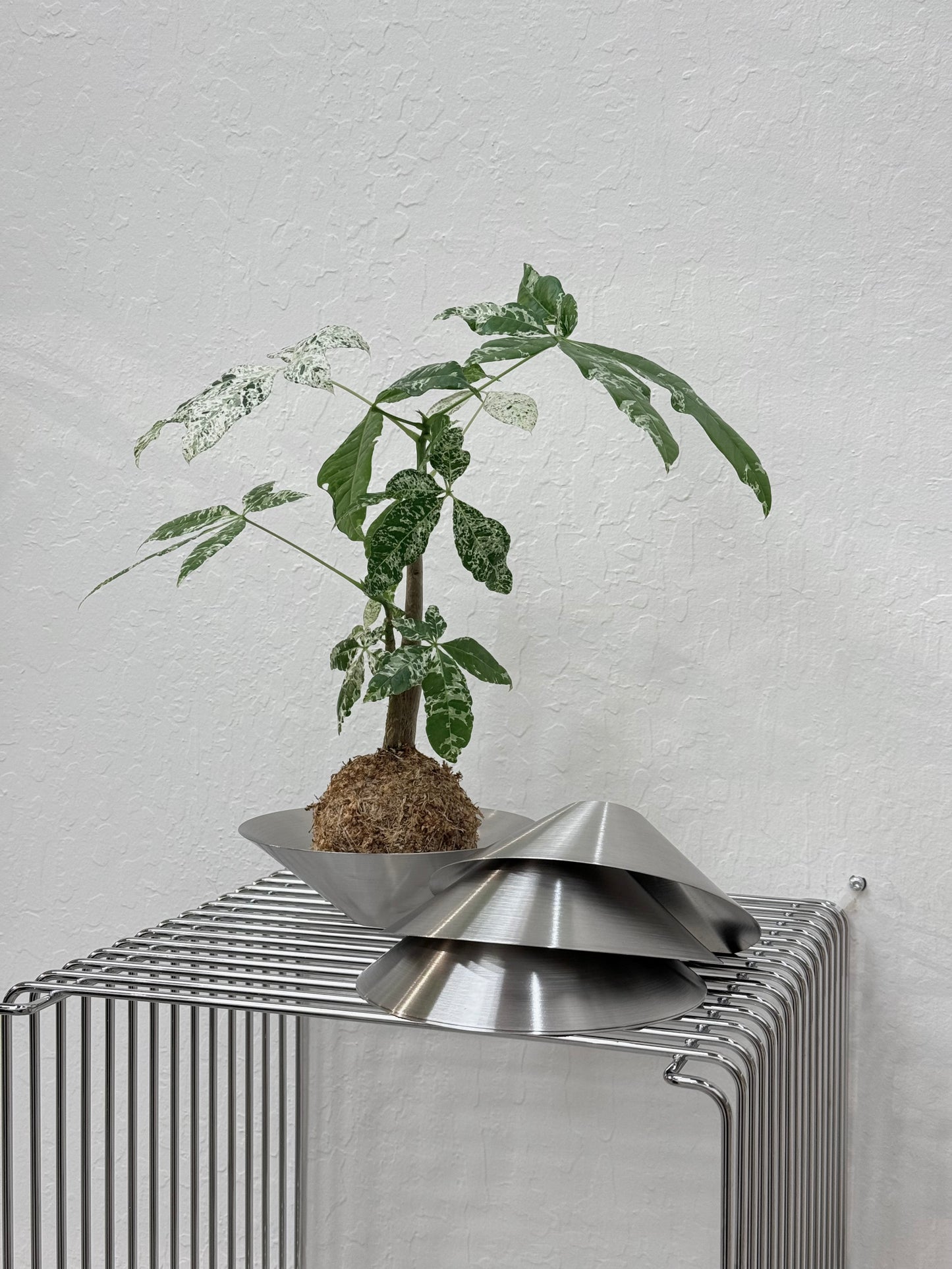 Stainless Steel Kokedama Bowl