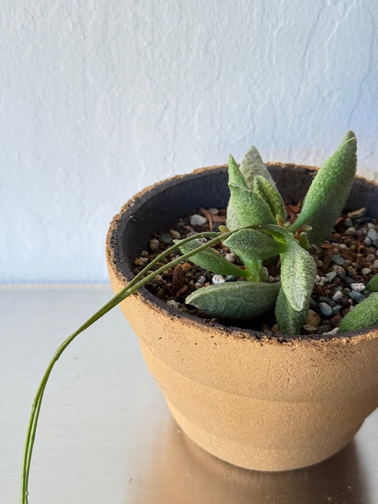 Adromischus Marianiae in Clouds Pot - rare found succulent