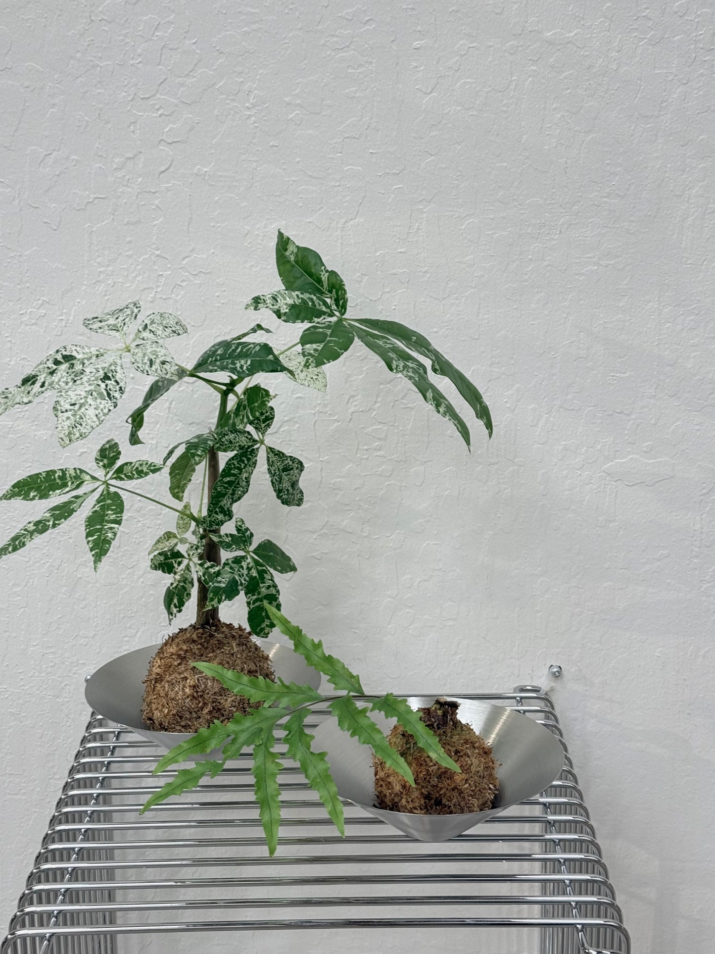 Kokedama Variegated Money Tree Pachira Albo - Rare Found
