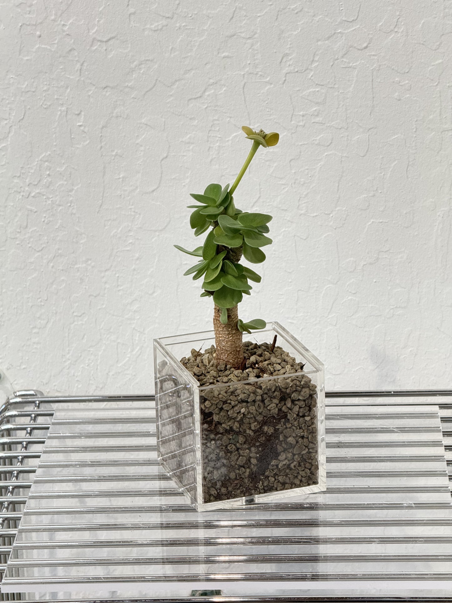 Portulaca molokiniensis