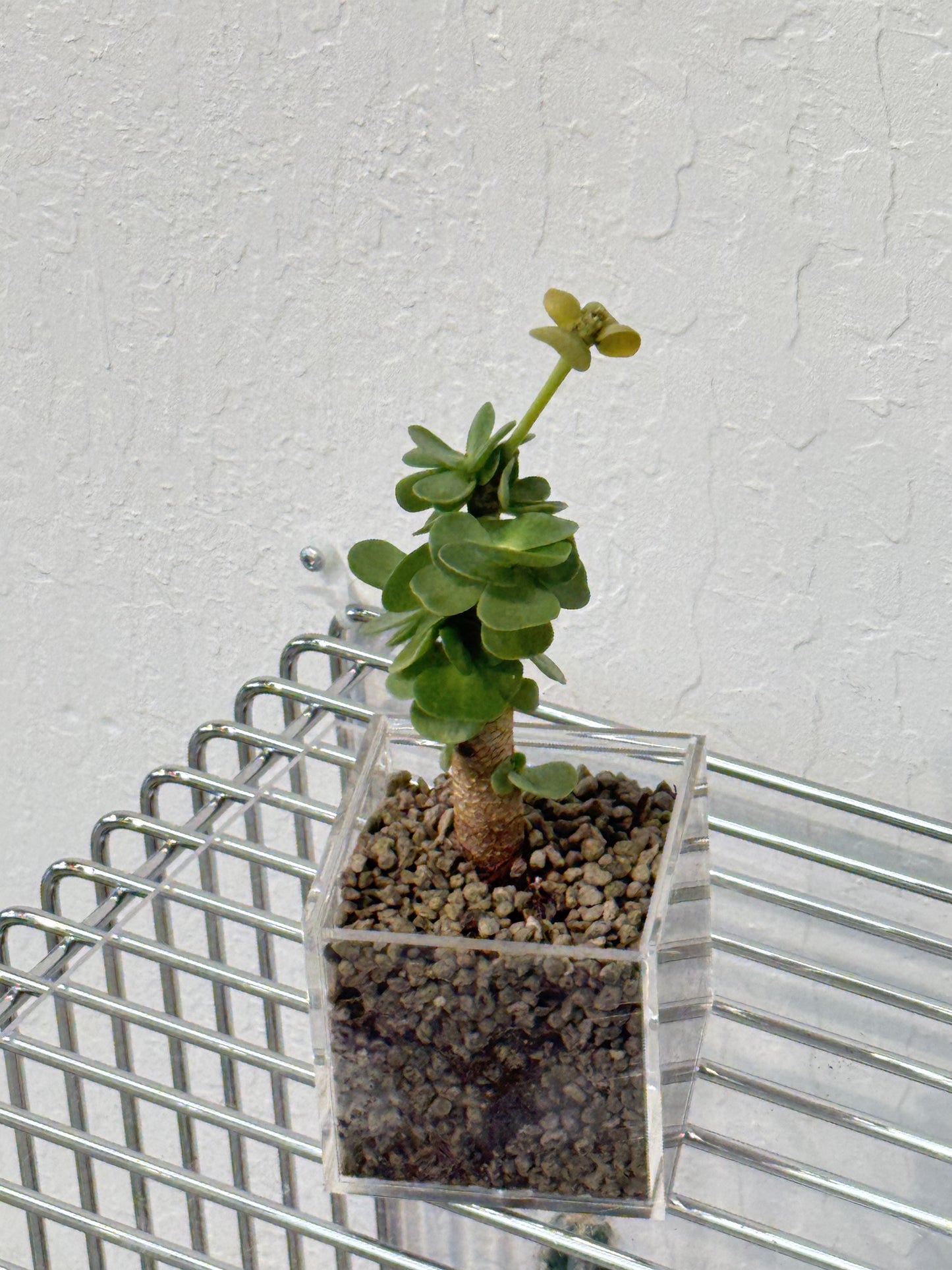 Portulaca molokiniensis