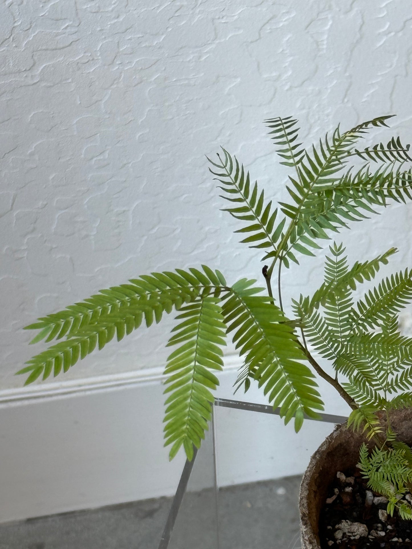 Cojoba Arborea