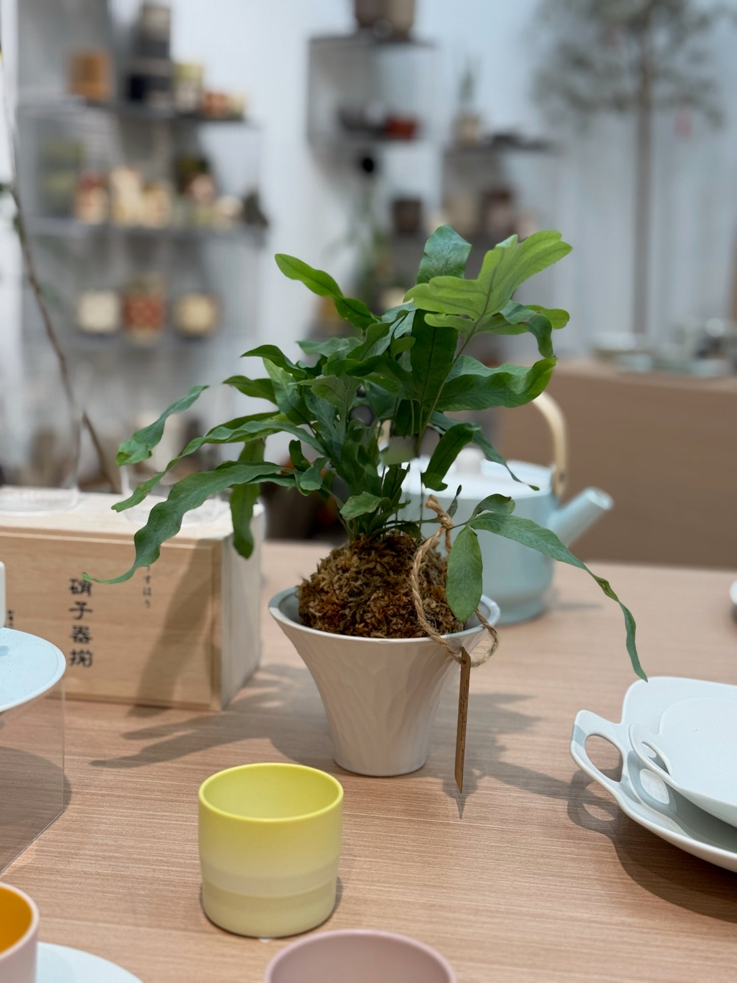 Kokedama Workshop Register - In Store on Mar 30