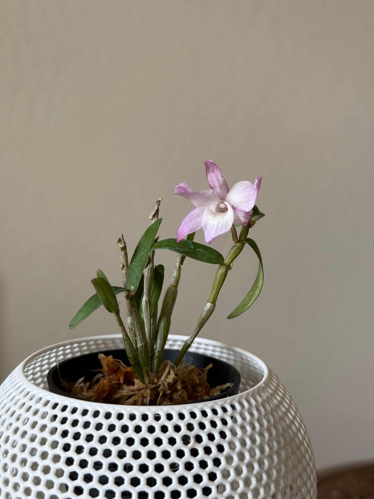 Dendrobium Moniliforme in Verdi Self-watering Pot