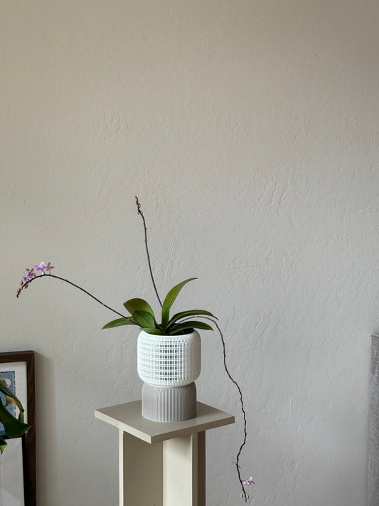 Phalaenopsis Equestris “Riverband” in VerdiPot