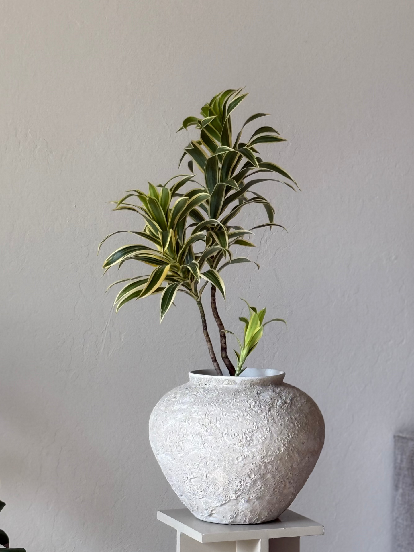 Dracaena ‘ Song of India’ in Wabi-Sabi Textured Planter