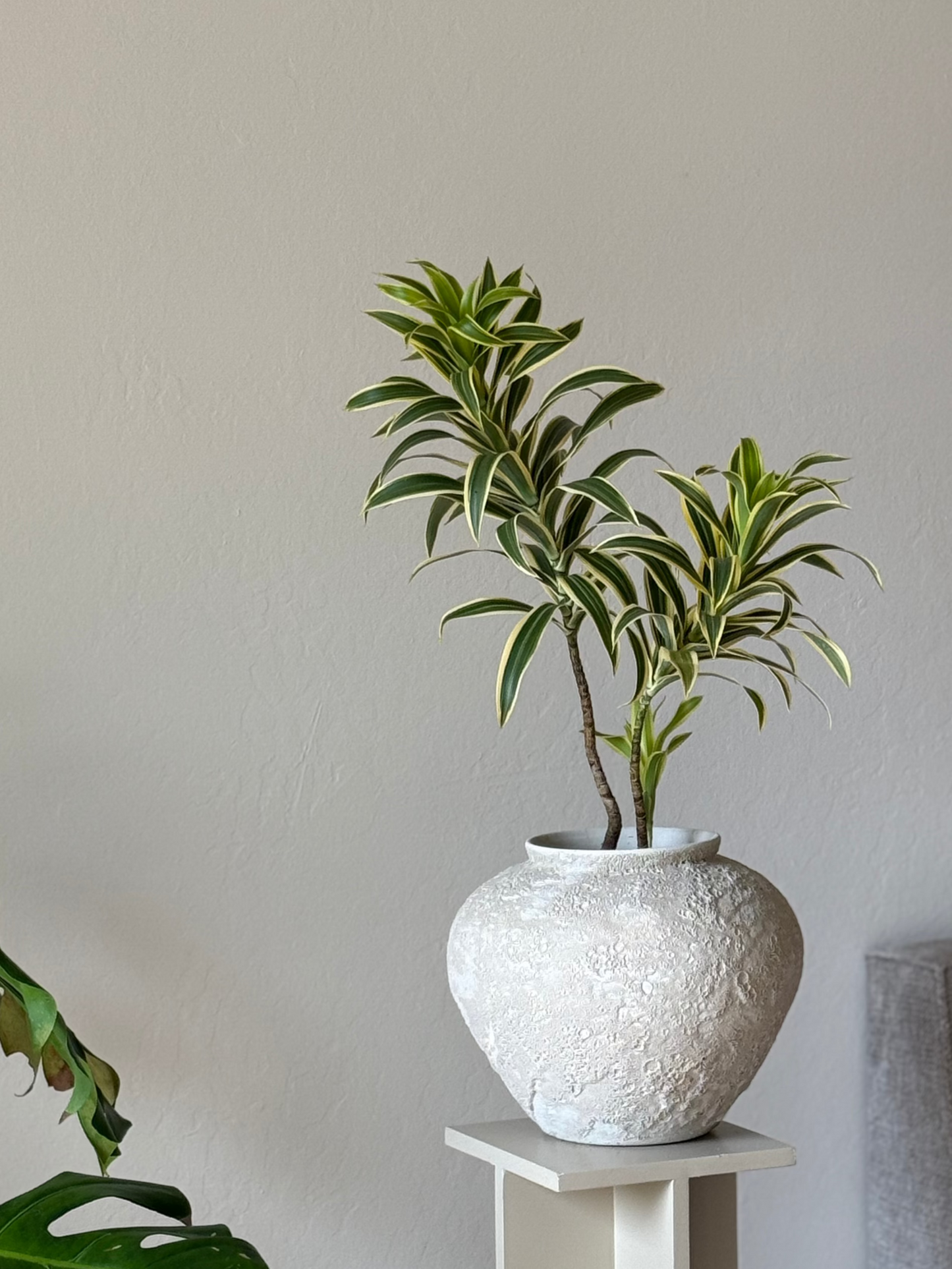 Dracaena ‘ Song of India’ in Wabi-Sabi Textured Planter