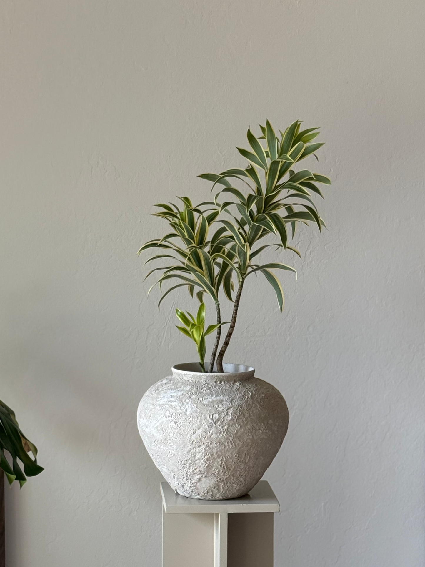 Dracaena ‘ Song of India’ in Wabi-Sabi Textured Planter