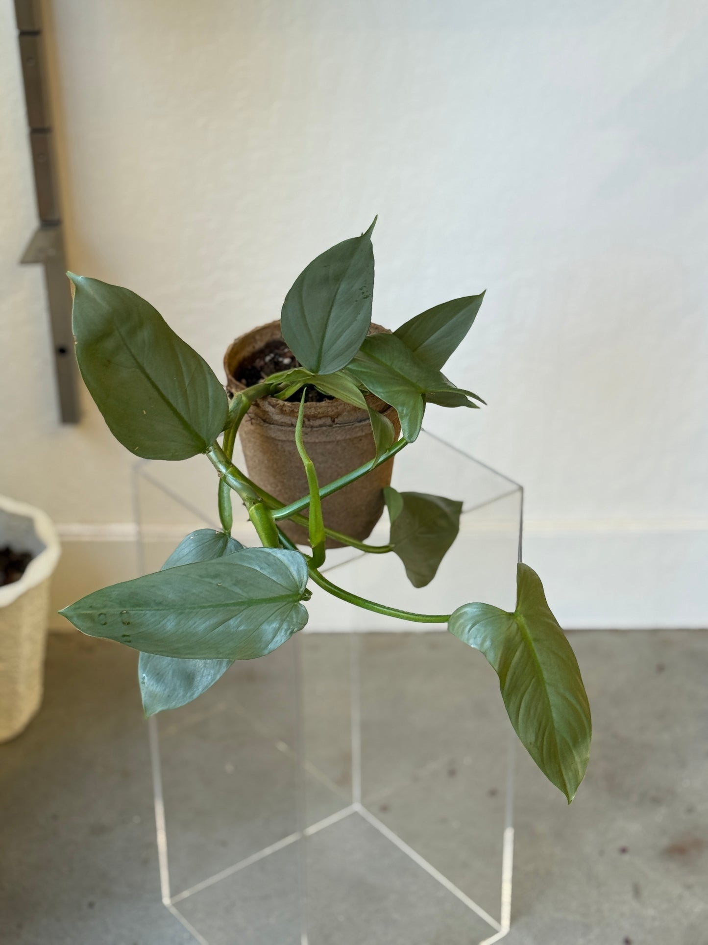 Philodendron Silver Sword