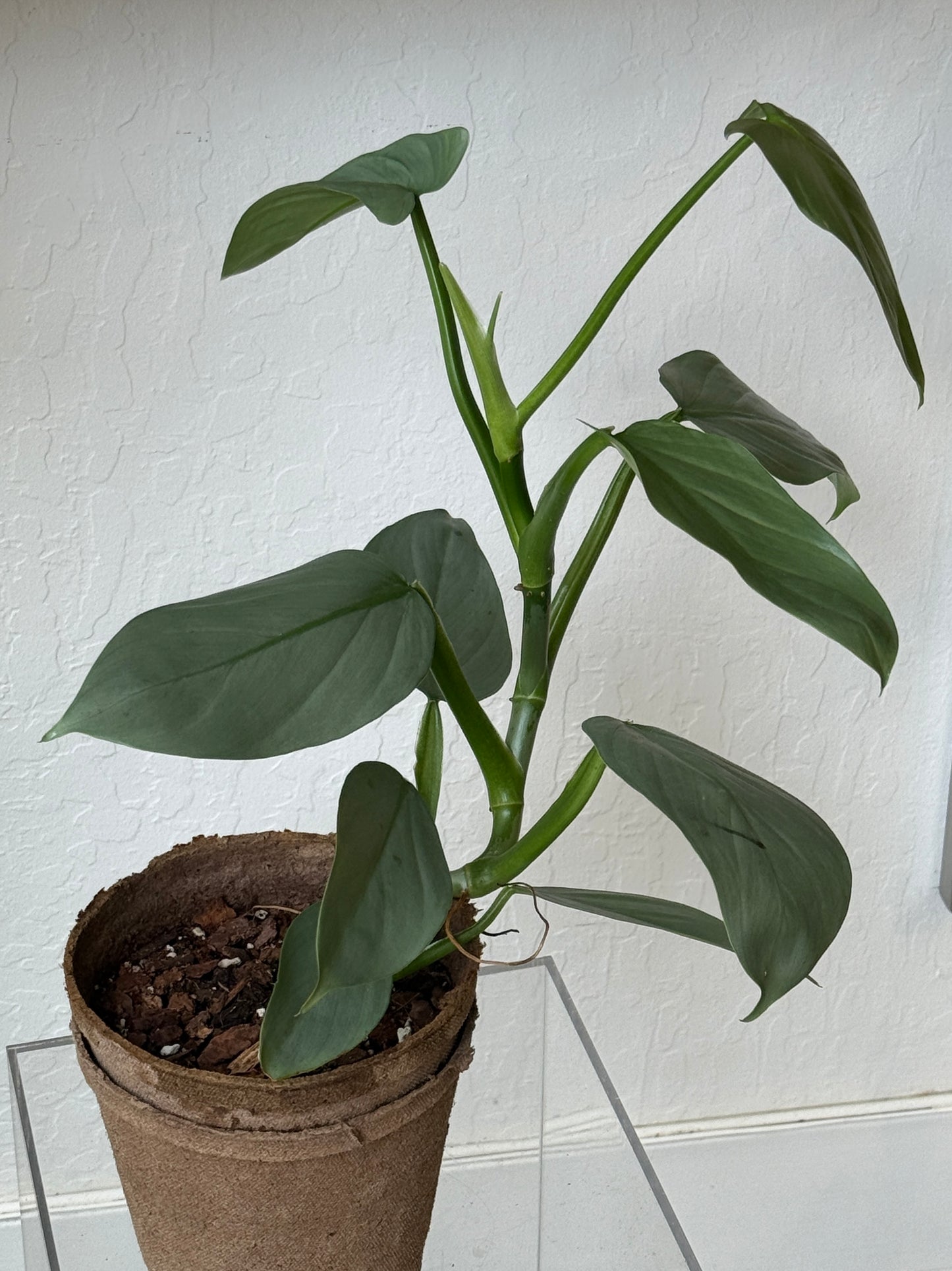 Philodendron Silver Sword