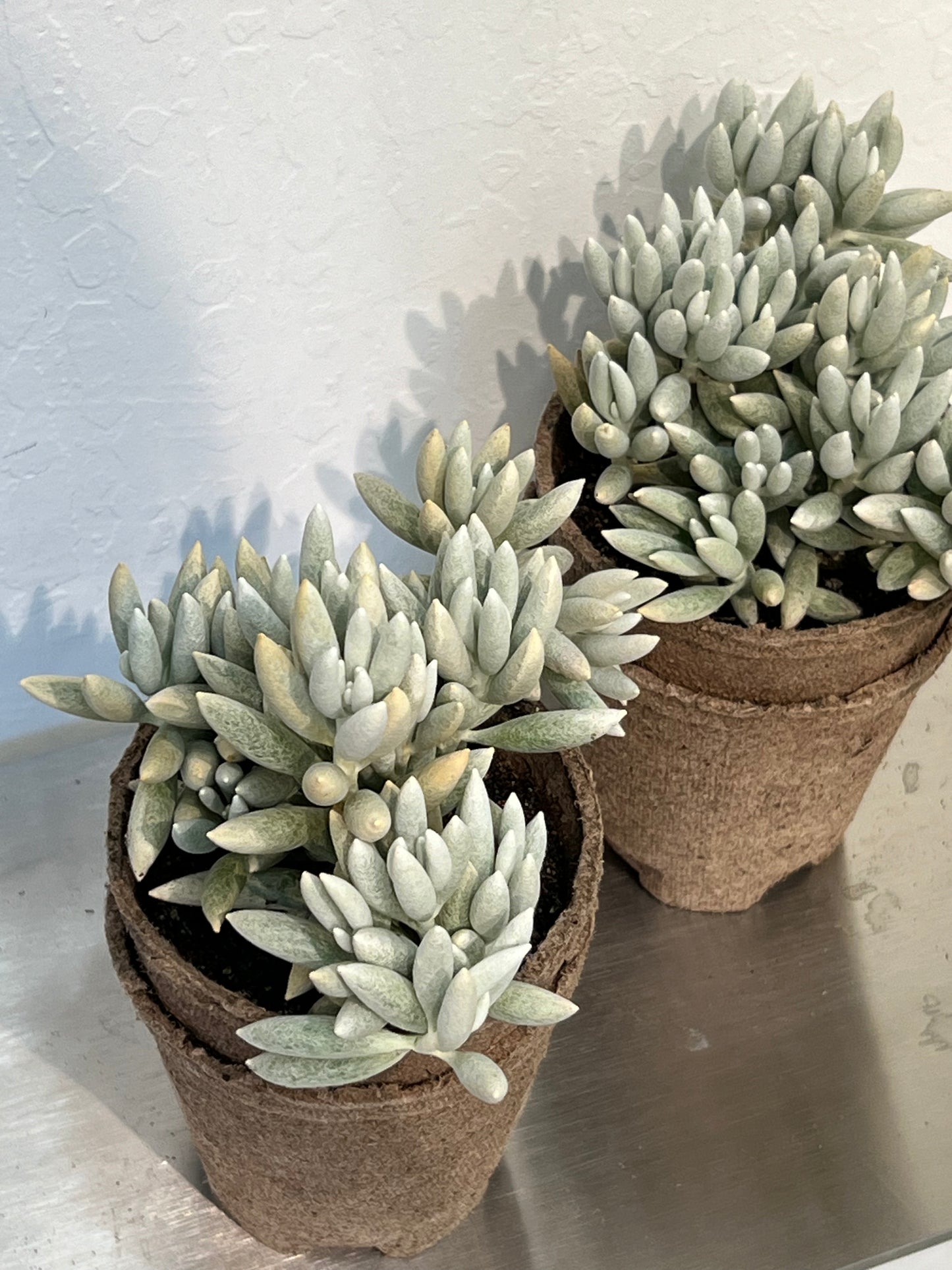 Woolly Senecio ‘Cocoon Plant’