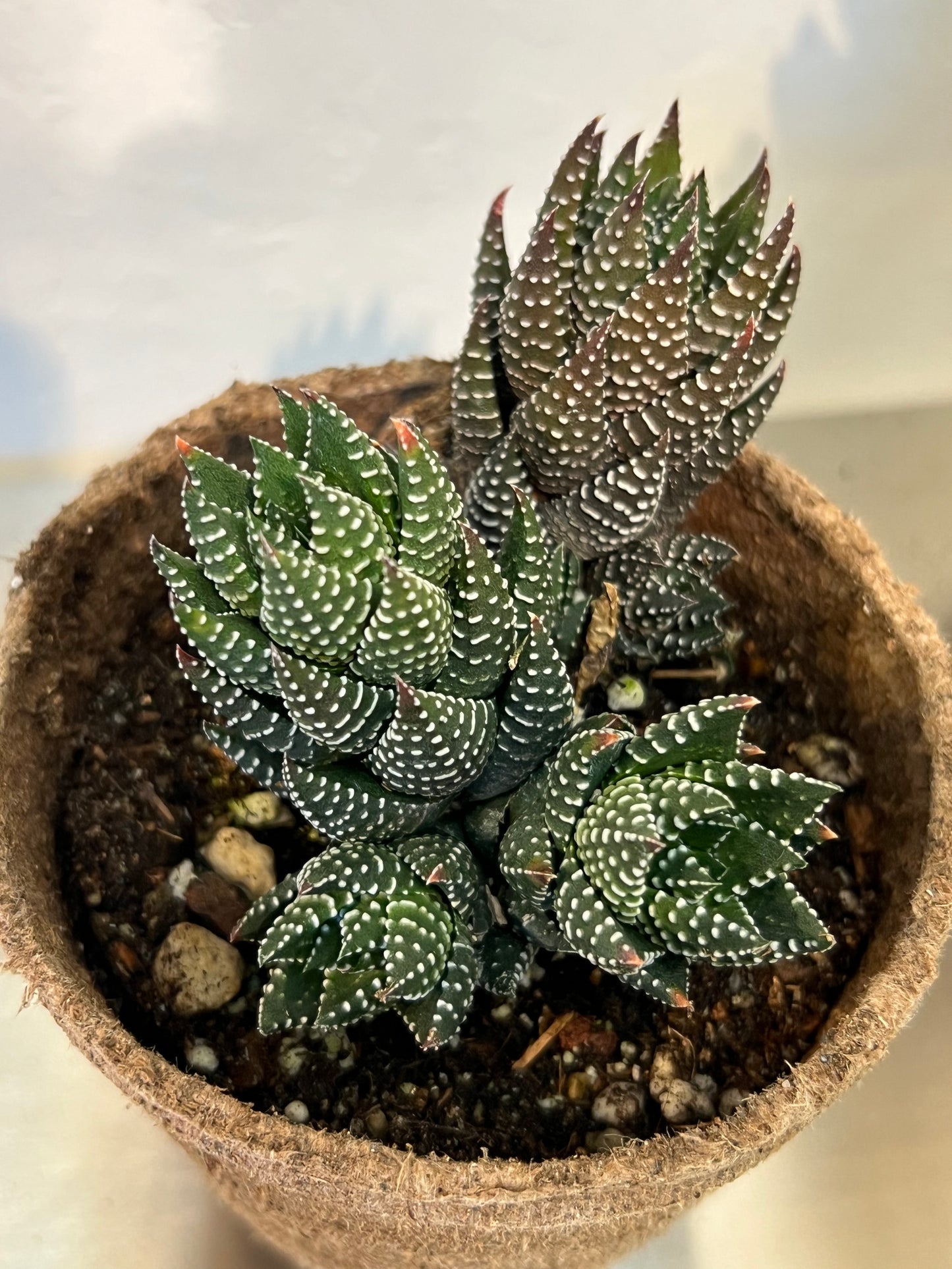Haworthiopsis Reinwardtii